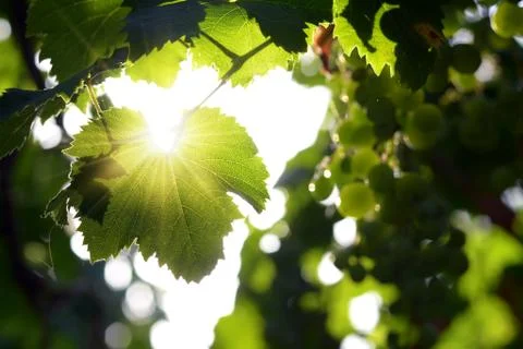 Grape leaf in backlight Foto stock