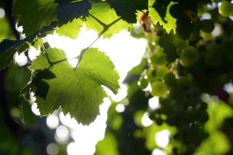 Grape leaf in backlight Stock Photos
