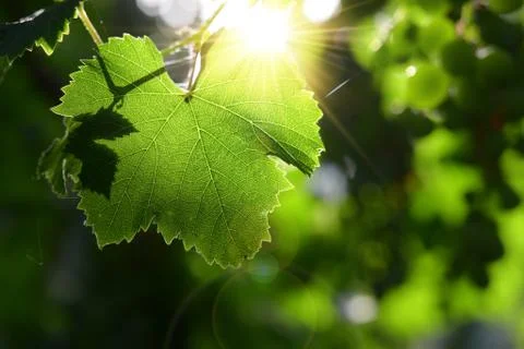 Grape leaf in backlight Stock Photos