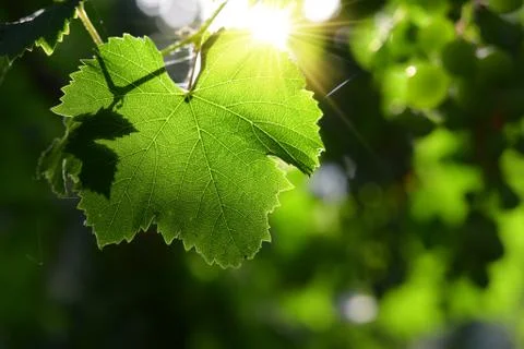 Grape leaf in backlight Foto stock