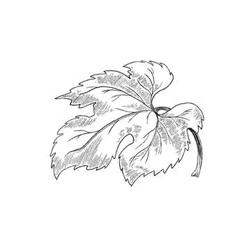 Grape leaf in black thin line, hand drawn vector illustration isolated on white. イラスト素材