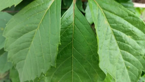 Grape leaf close-up 스톡 동영상 282307274
