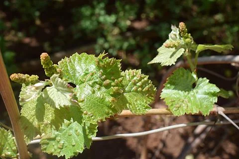 Grape leaf damaged by spider mite Stockfoto's