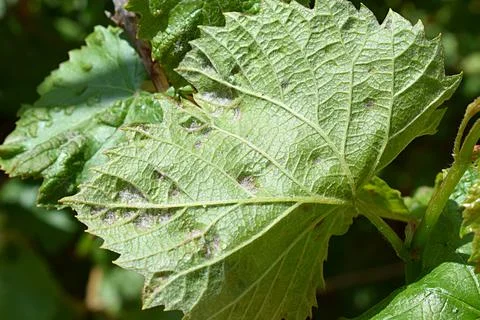 Grape leaf damaged by spider mite Stock Photos