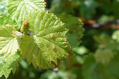 Grape leaf damaged by spider mite Photos