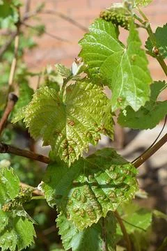 Grape leaf damaged by spider mite Fotos Stock