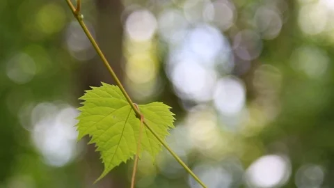 A grape leaf on a de focused green background, selective focus. Stock Footage