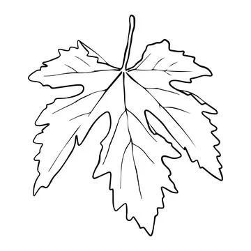 Grape leaf drawn in hand sketch style Stock Illustration