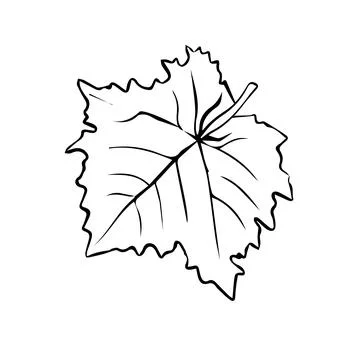Grape leaf drawn in hand sketch style Stock Illustration