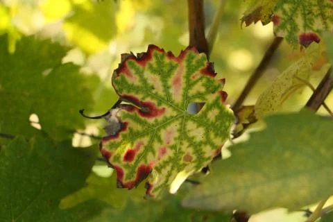 A grape leaf  drying out Stock Photos