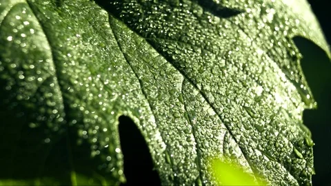 Grape leaf at early morning with dew drops Stock Footage 100426189