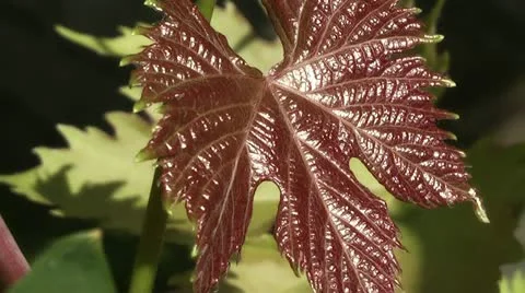 Grape leaf Video stock 11392815