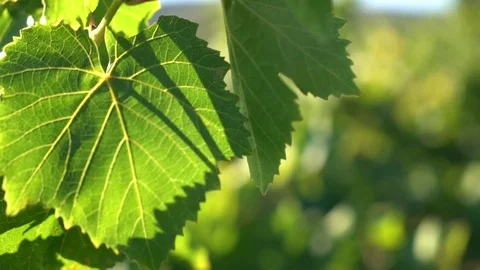 Grape leaf Stock Footage 104883430
