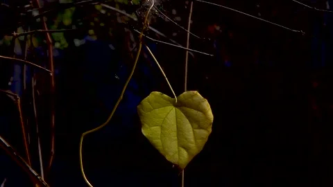 Grape leaf Stock Footage 106664637