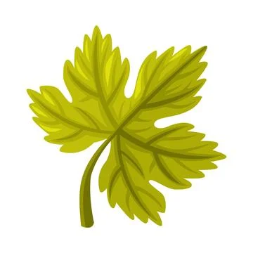 Grape Leaf of Grapevine Plant Used in Georgian Cuisine Vector Illustration Ilustração Stock