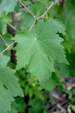 Grape leaf on green vine Stock Photos