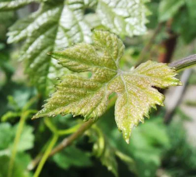 Grape leaf growing Stock Photos
