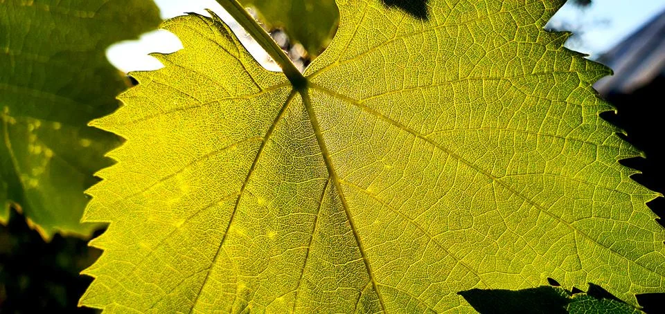 Grape leaf illuminated by the rays of the bright summer sun close-up Stock Photos