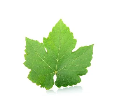Grape leaf isolated on the white background Stock Photos