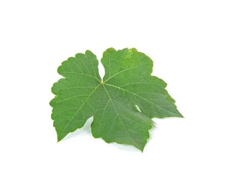 Grape leaf isolated on the white background Stock Photos