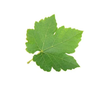 Grape leaf isolated on the white background Stock Photos