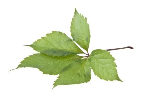 Grape leaf isolated on white background Stock Photos