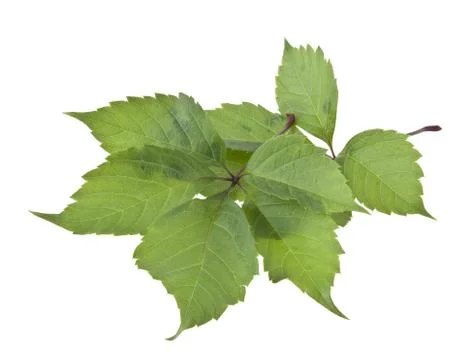Grape leaf isolated on white background Stock Photos