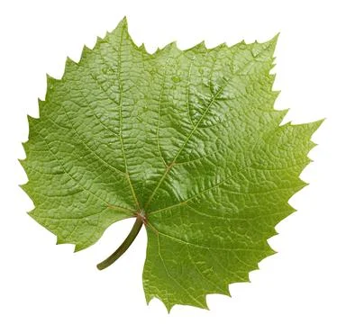 Grape leaf isolated on white background. Stock Photos