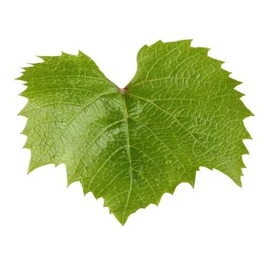 Grape leaf isolated on white background. Stock Photos
