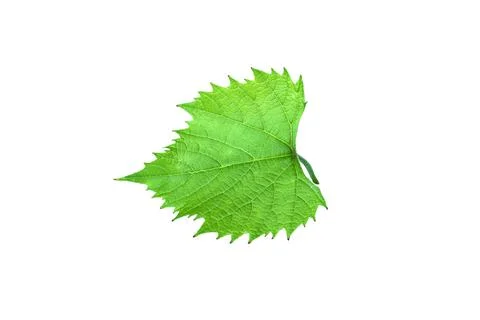 Grape leaf isolated on white background. Winemaking and agriculture concept Stock Photos
