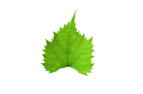 Grape leaf isolated on white background. Winemaking and agriculture concept Stock-Fotos