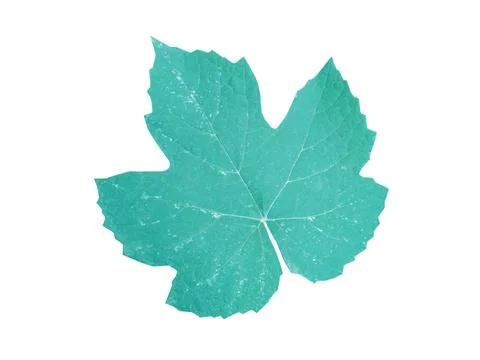 Grape leaf isolated on white background Stock Photos