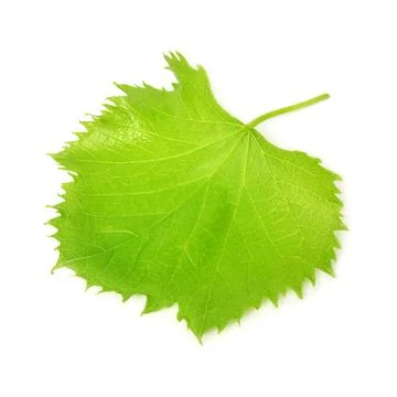 Grape leaf isolated on white background Stock Photos