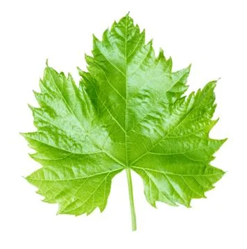 Grape leaf isolated on white Stock Photos