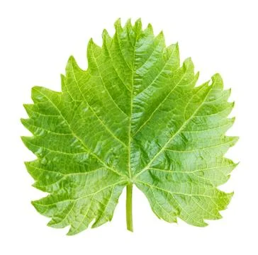 Grape leaf isolated on white Stock Photos