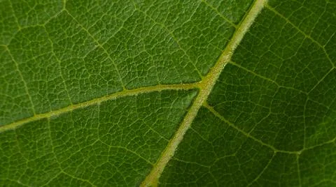 Grape leaf macro texture green background Stock Photos