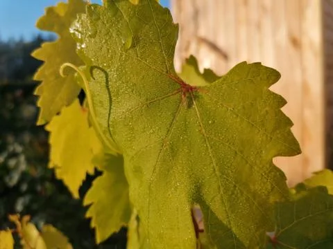 Grape leaf in the morning dew Stock Photos