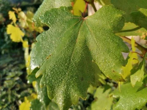 Grape leaf in the morning dew Stock Photos