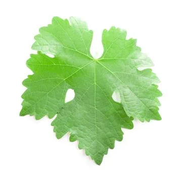 Grape leaf. Stock Photos