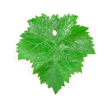 Grape leaf. Stock Photos
