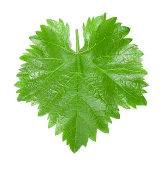Grape leaf. 스톡 사진