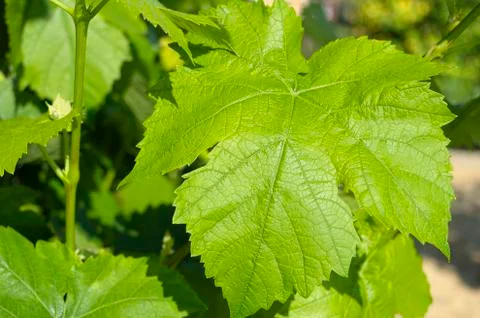Grape leaf Stock Photos