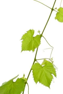 Grape leaf Stock Photos
