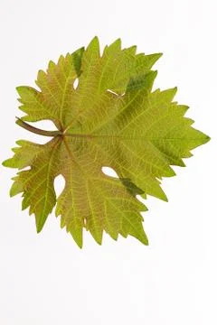 Grape leaf Stock Photos