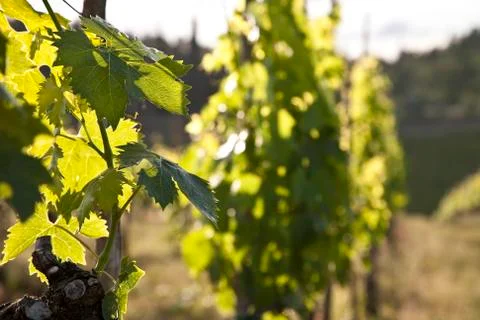 Grape leaf Stock Photos