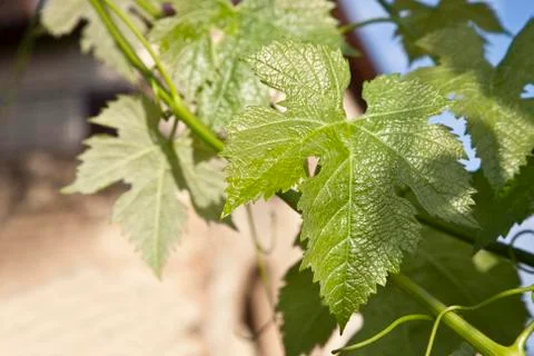 Grape leaf Stock Photos