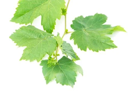 Grape leaf Stock Photos