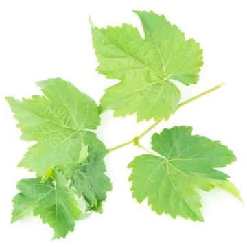 Grape leaf Stock Photos