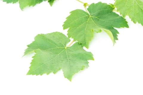 Grape leaf Stock Photos