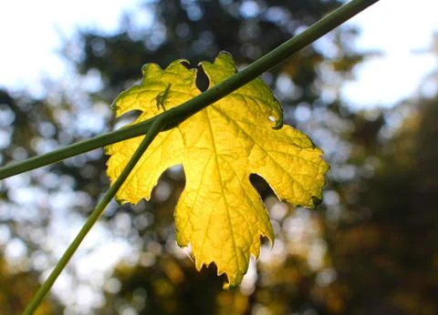 Grape Leaf 库存照片